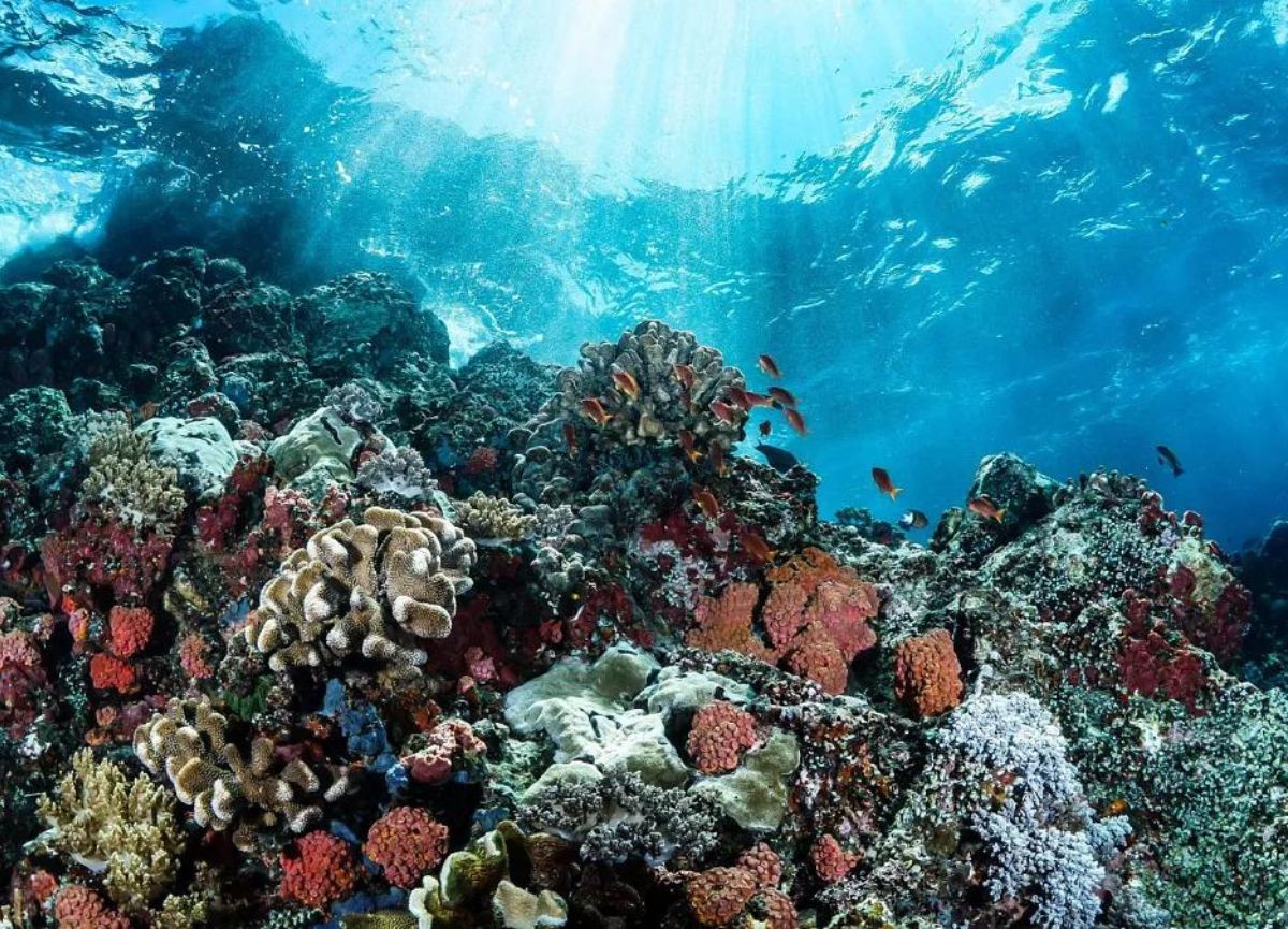 In a groundbreaking development for marine conservation, Australian scientists have successfully tested a novel method for preserving coral larvae from the Great Barrier Reef.